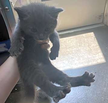Photo of Pancake