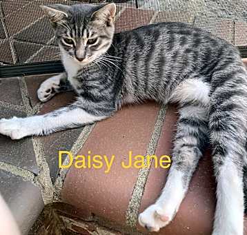 Photo of Daisy Jane