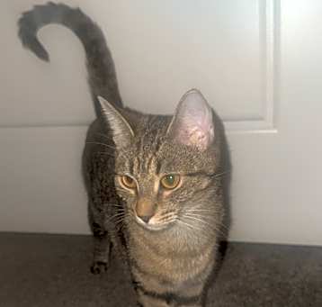 Photo of Bagel