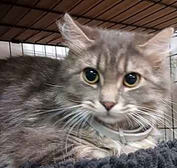 Photo of Meet more of TCPR's adoptable cats at The Cafe Meow - New Hope!