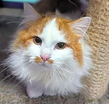 Photo of Cornelius