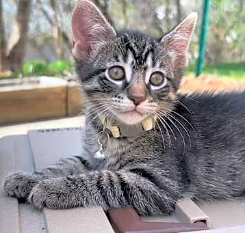 Photo of TULIP