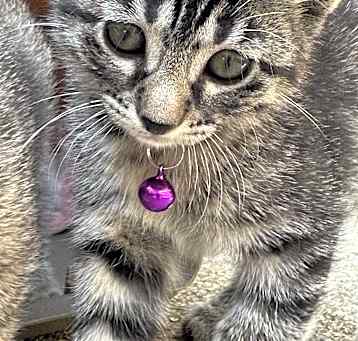 Photo of LILAC