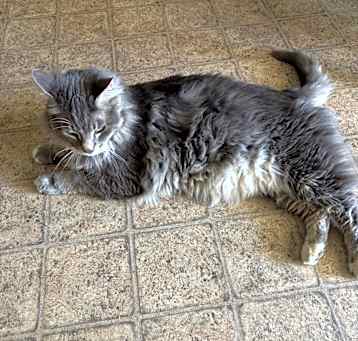 Photo of Sylvester