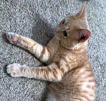 Photo of Boone