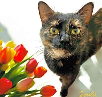 Photo of Soula