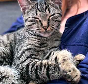 Photo of Loki