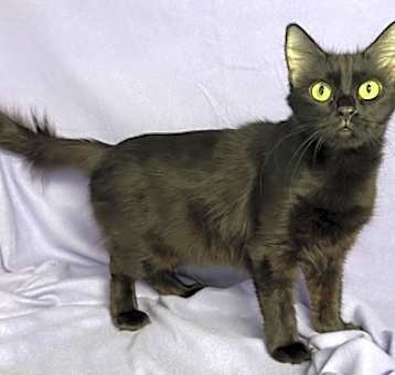 Photo of Fresca