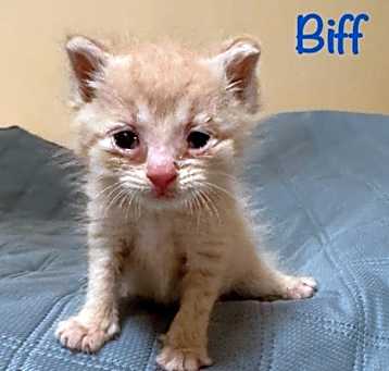 Photo of Biff