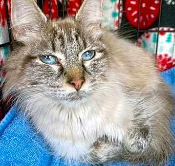 Photo of Precious