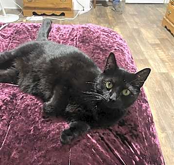 Photo of Midnight