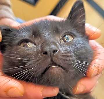 Photo of Toona