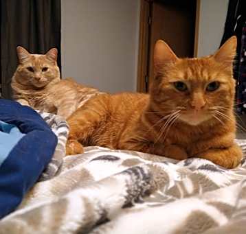 Photo of Puss & Boots (bonded pair)