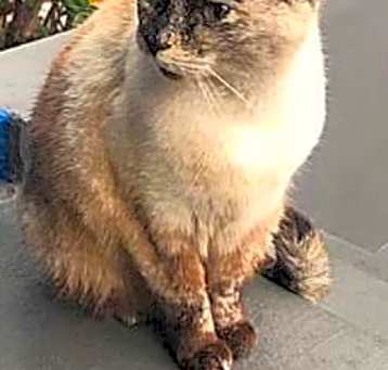 Photo of Jasmine