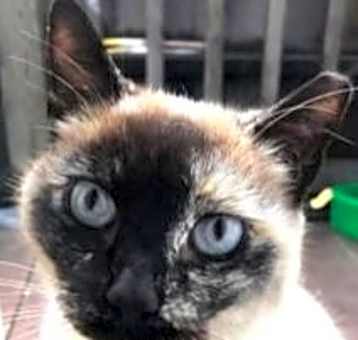 Photo of Sapphire