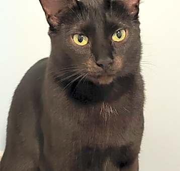 Photo of Suede