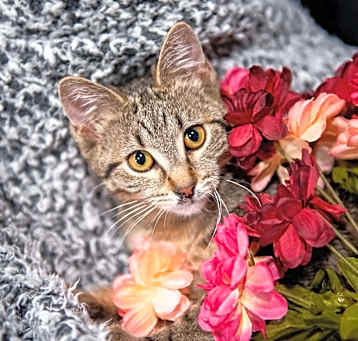 Photo of Turbo No Flametail