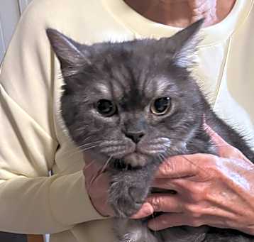 Photo of Eli (British Shorthair)