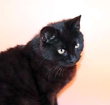 Photo of Willis