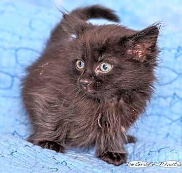 Photo of Zuri