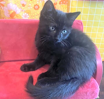 Photo of Onyx