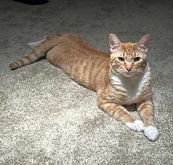 Photo of Queso