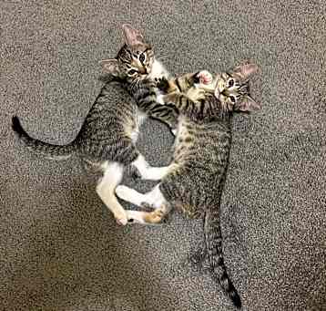 Photo of 12 week old kittens (male and female)