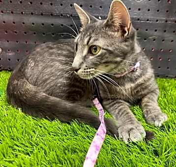 Photo of Kira