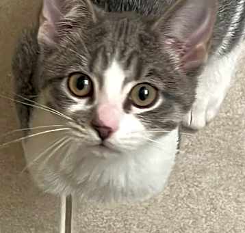 Photo of Rhapsody