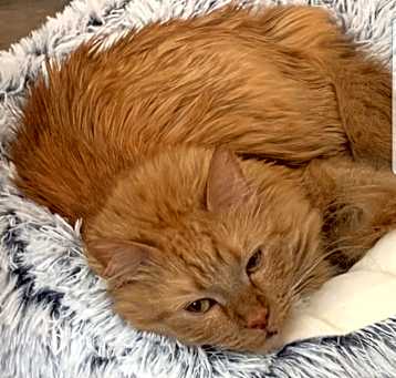 Photo of Indy
