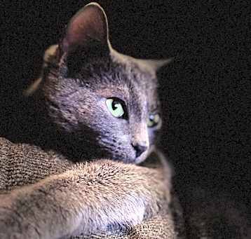 Photo of Smokey