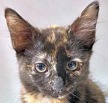 Photo of 2025-05 Gypsy Rose