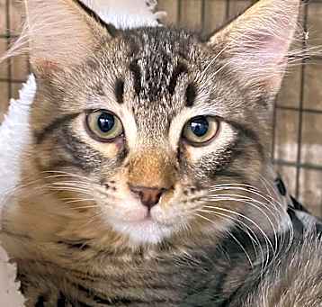 Photo of Adoption pending Lee