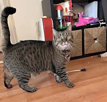 Photo of Princess sparkles