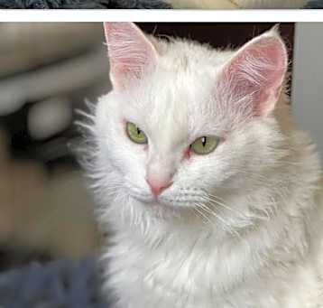 Photo of MINT