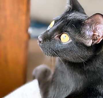 Photo of Beans