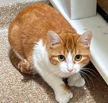 Photo of Sweet Pea