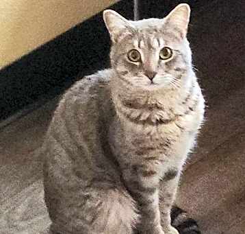 Photo of Waffles