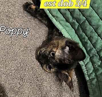 Photo of Poppy