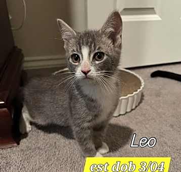 Photo of Leo