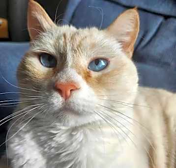 Photo of Yam