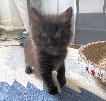 Photo of Rigatoni (Pasta Kittens)