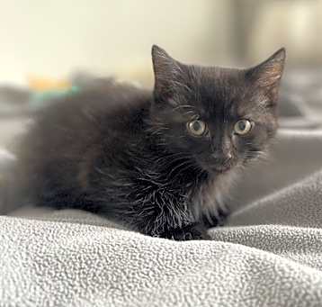 Photo of Linguine (Pasta Kittens)