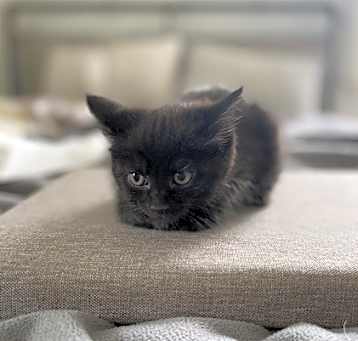 Photo of Macaroni (Pasta Kittens)