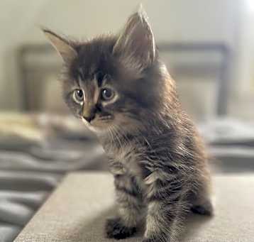 Photo of Tortellini 2 (Pasta Kittens)