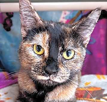 Photo of Harlyn