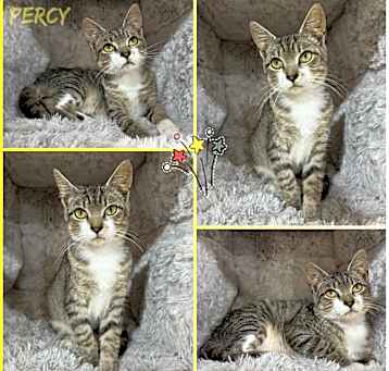 Photo of Percy