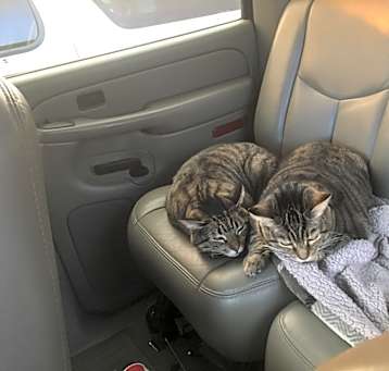 Photo of Angel and Moses