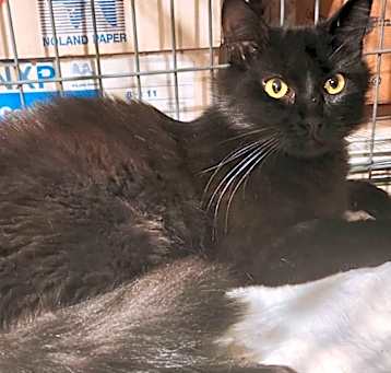 Photo of Pepper