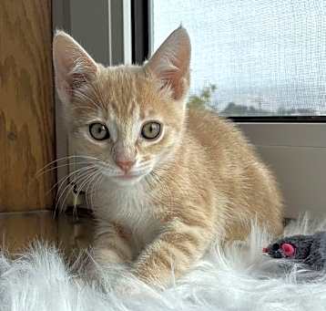 Photo of caraway